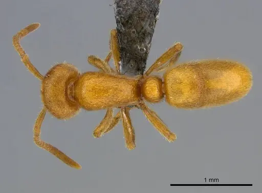 Proceratium carri specimen CASENT0250381 image casent0250381_1