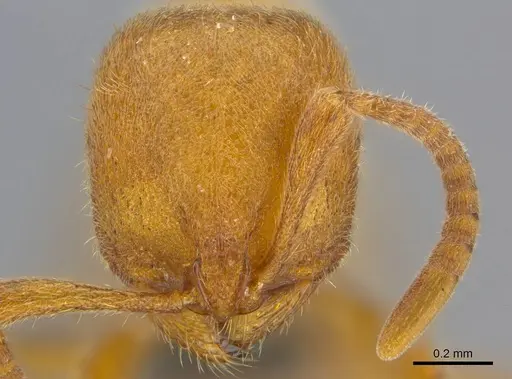 Proceratium carri specimen CASENT0250381 image casent0250381_2