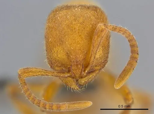 Proceratium carri specimen CASENT0250381 image casent0250381_3