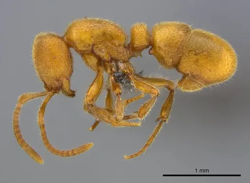 Proceratium carri specimen CASENT0250381 image casent0250381_4