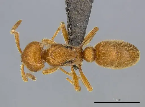 Proceratium carri specimen CASENT0250382 image casent0250382_1