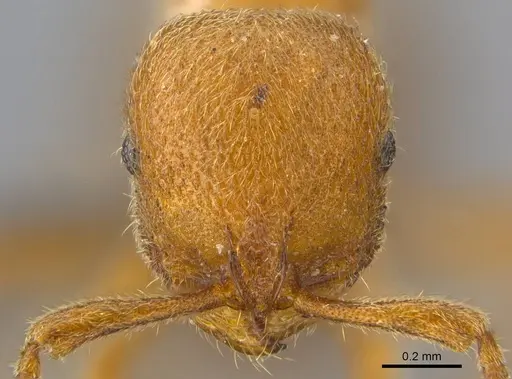 Proceratium carri specimen CASENT0250382 image casent0250382_2