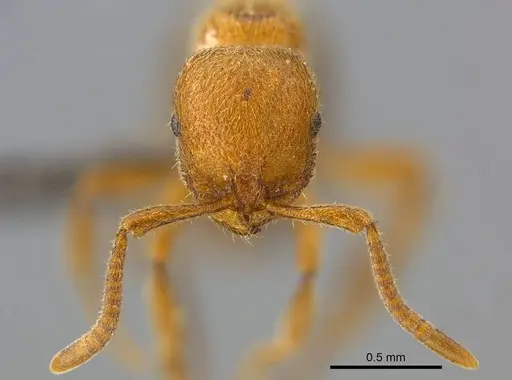 Proceratium carri specimen CASENT0250382 image casent0250382_3