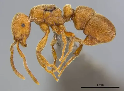 Proceratium carri specimen CASENT0250382 image casent0250382_4