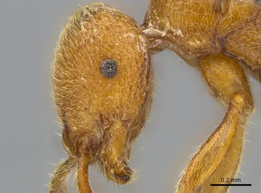 Proceratium carri specimen CASENT0250382 image casent0250382_5