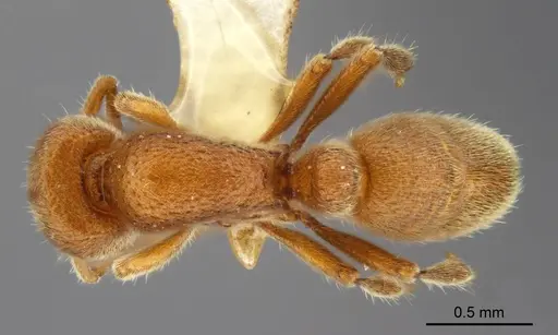 Proceratium carri specimen MCZ-ENT00517081 image mcz-ent00517081_1