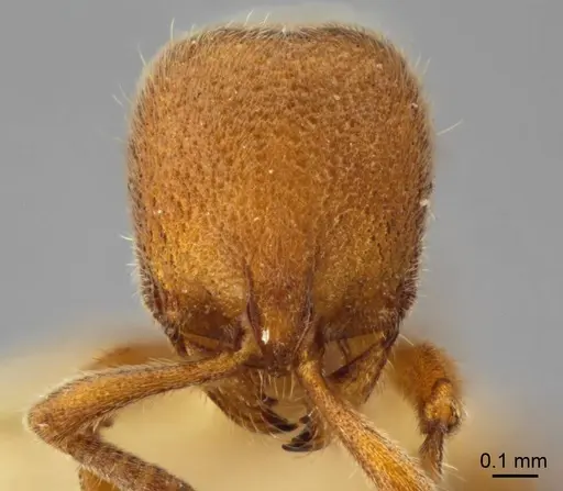 Proceratium carri specimen MCZ-ENT00517081 image mcz-ent00517081_2