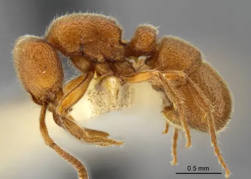 Proceratium carri specimen MCZ-ENT00517081 image mcz-ent00517081_3