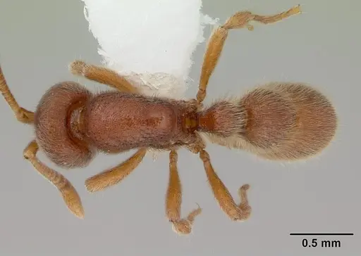 Proceratium catio specimen CASENT0178756 image casent0178756_1