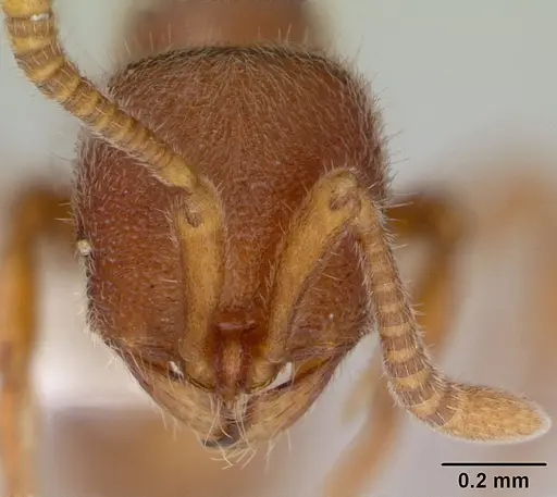 Proceratium catio specimen CASENT0178756 image casent0178756_2