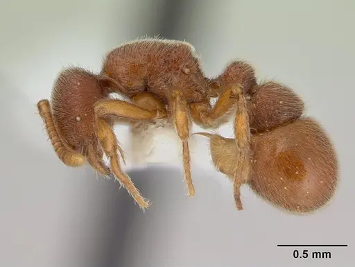 Proceratium catio specimen CASENT0178756 image casent0178756_3