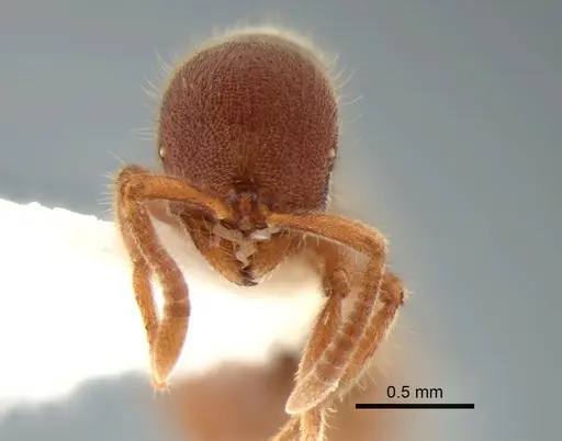 Proceratium catio specimen CASENT0221007 image casent0221007_2