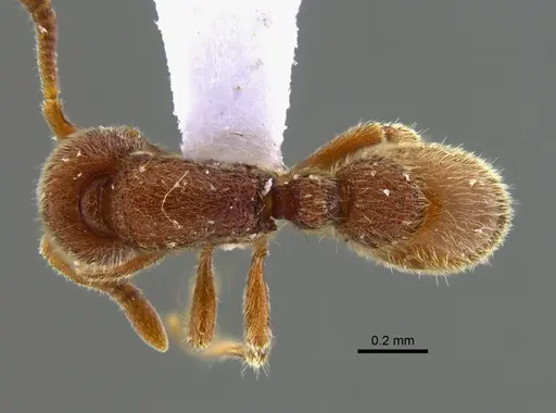 Proceratium catio specimen CBUMAGENT41949 image cbumagent41949_1