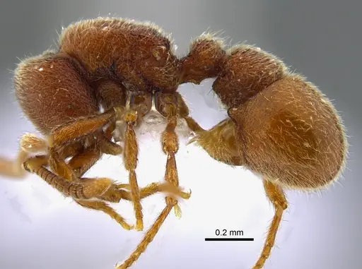 Proceratium catio specimen CBUMAGENT41949 image cbumagent41949_3