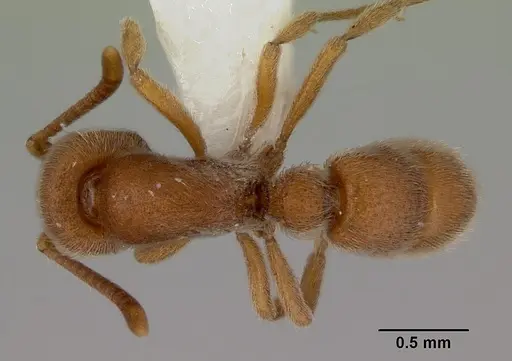 Proceratium cavinodus specimen CASENT0172098 image casent0172098_1