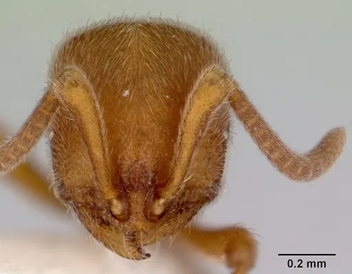 Proceratium cavinodus specimen CASENT0172098 image casent0172098_2