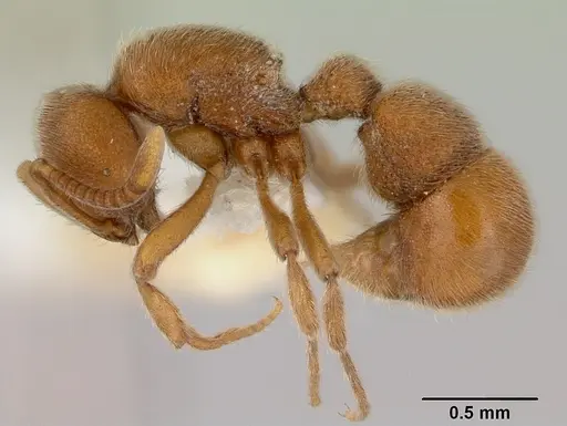 Proceratium cavinodus specimen CASENT0172098 image casent0172098_3