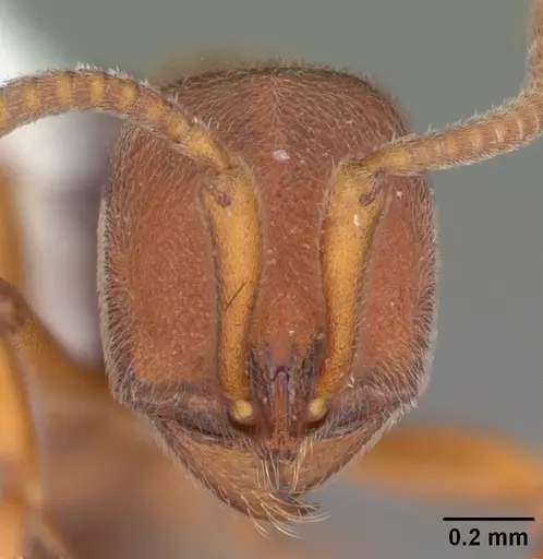 Proceratium chickasaw specimen CASENT0104435 image casent0104435_2