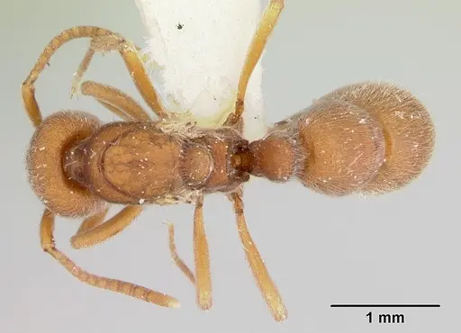 Proceratium compitale specimen CASENT0172585 image casent0172585_1