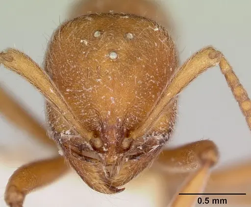 Proceratium compitale specimen CASENT0172585 image casent0172585_2