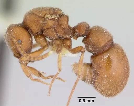 Proceratium compitale specimen CASENT0172585 image casent0172585_3