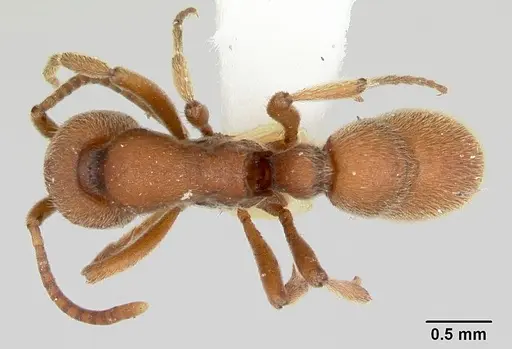 Proceratium compitale specimen CASENT0172586 image casent0172586_1