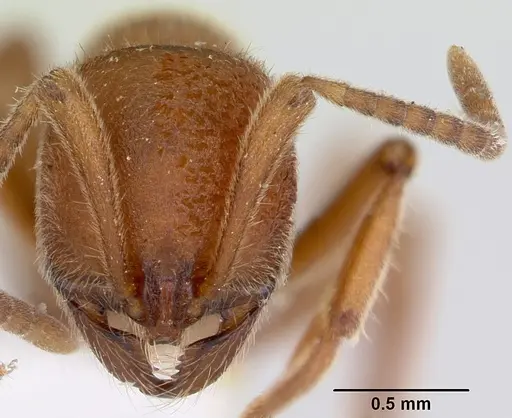 Proceratium compitale specimen CASENT0172586 image casent0172586_2