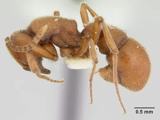 Proceratium compitale specimen CASENT0172586 image casent0172586_3