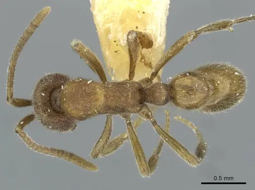 Proceratium confinium specimen CASENT0911253 image casent0911253_1
