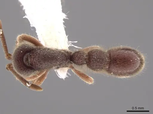 Proceratium convexiceps specimen CASENT0650687 image casent0650687_1