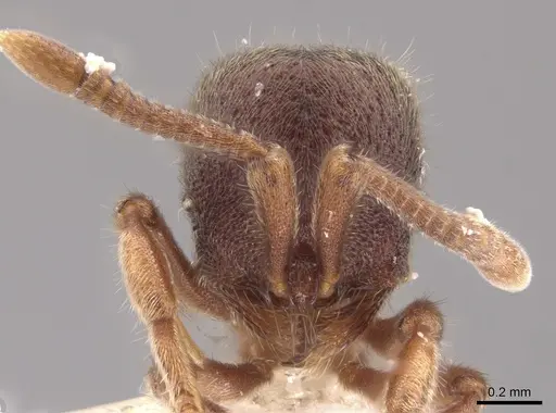 Proceratium convexiceps specimen CASENT0650687 image casent0650687_2