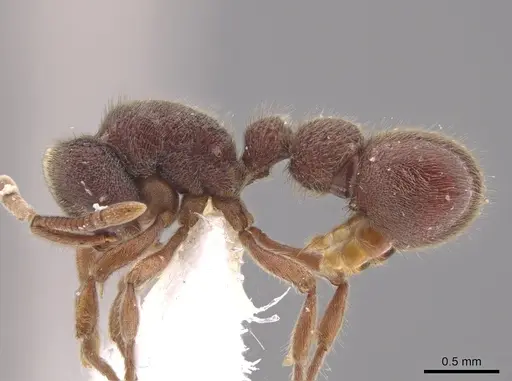 Proceratium convexiceps specimen CASENT0650687 image casent0650687_3