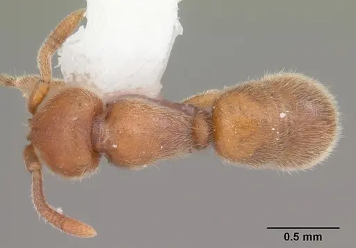 Proceratium crassicorne specimen CASENT0104436 image casent0104436_1