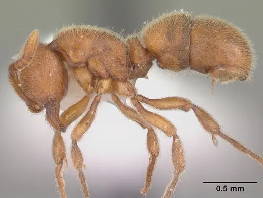 Proceratium crassicorne specimen CASENT0104436 image casent0104436_3