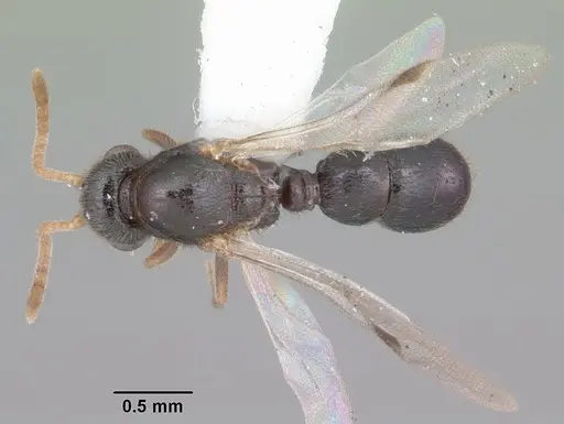 Proceratium crassicorne specimen CASENT0104437 image casent0104437_1