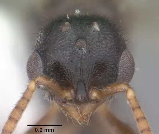 Proceratium crassicorne specimen CASENT0104437 image casent0104437_2