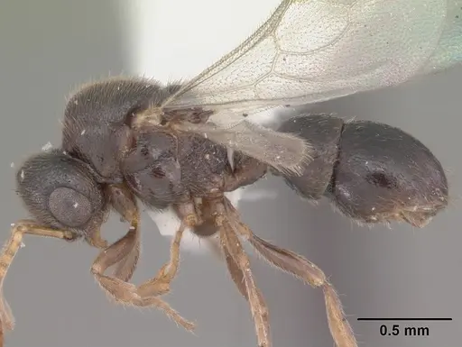 Proceratium crassicorne specimen CASENT0104437 image casent0104437_3