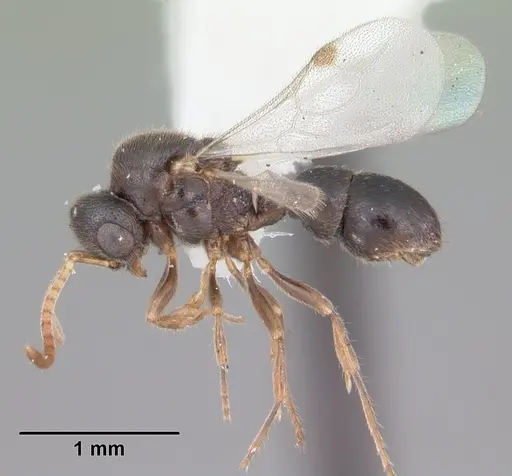 Proceratium crassicorne specimen CASENT0104437 image casent0104437_4