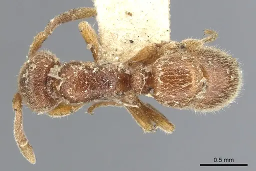 Proceratium crassicorne specimen CASENT0903852 image casent0903852_1