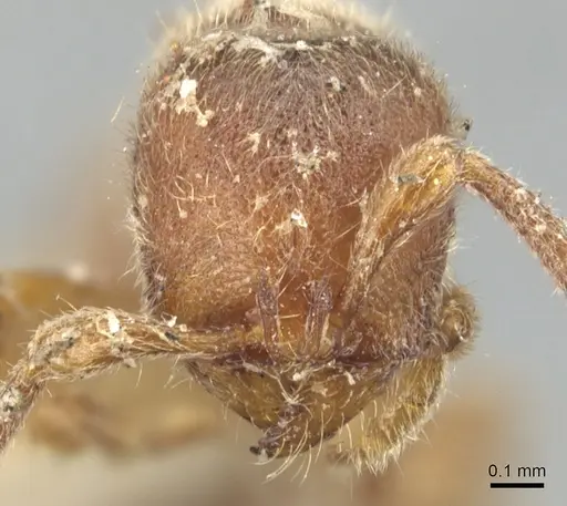 Proceratium crassicorne specimen CASENT0903852 image casent0903852_2