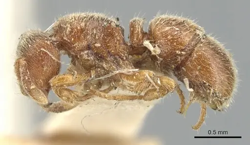 Proceratium crassicorne specimen CASENT0903852 image casent0903852_3