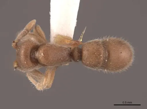 Proceratium crassicorne specimen FMNHINS0000057119 image fmnhins0000057119_1