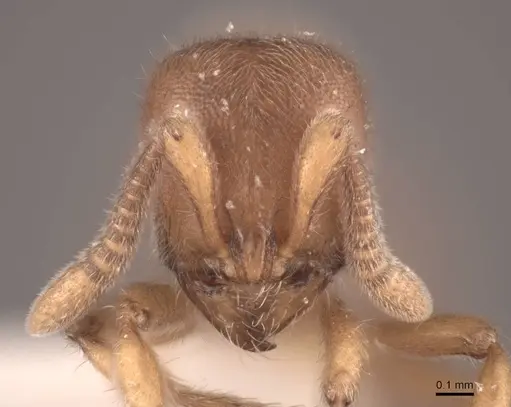 Proceratium crassicorne specimen FMNHINS0000057119 image fmnhins0000057119_2