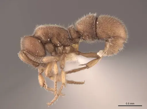Proceratium crassicorne specimen FMNHINS0000057119 image fmnhins0000057119_3