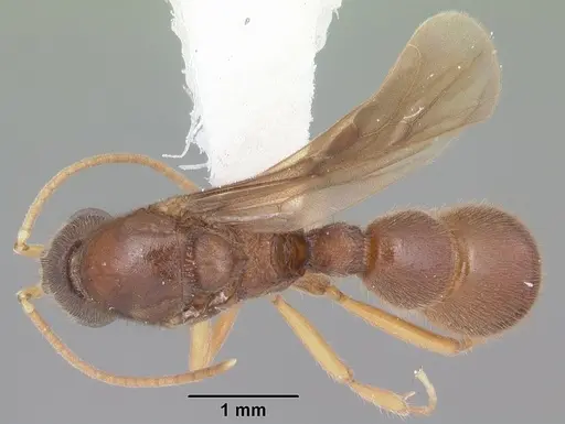 Proceratium creek specimen CASENT0104438 image casent0104438_1