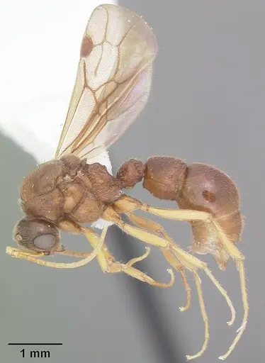 Proceratium creek specimen CASENT0104438 image casent0104438_4