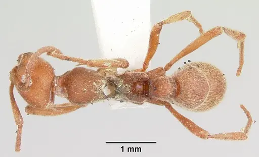 Proceratium creek specimen CASENT0105837 image casent0105837_1