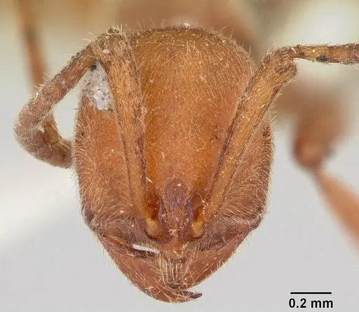 Proceratium creek specimen CASENT0105837 image casent0105837_2