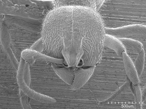 Proceratium croceum specimen ANTWEB1008583 image antweb1008583_2