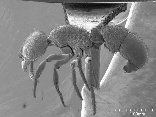 Proceratium croceum specimen ANTWEB1008583 image antweb1008583_3